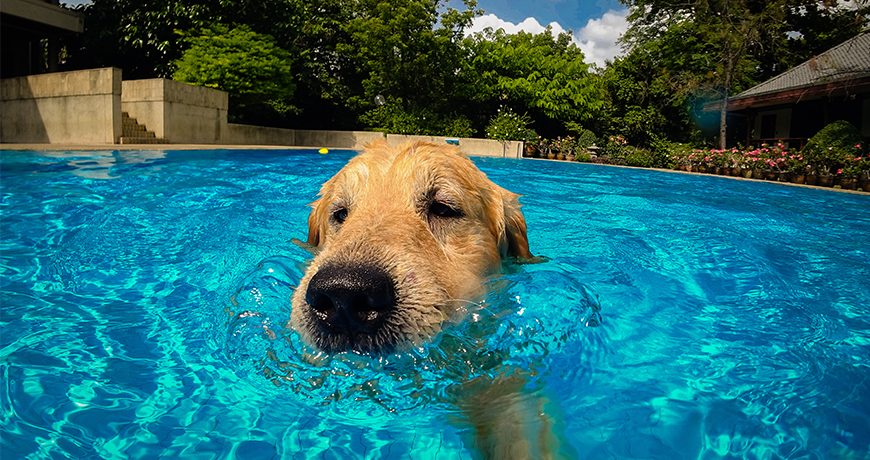 Summer Safety for Pets - Friends with Tales