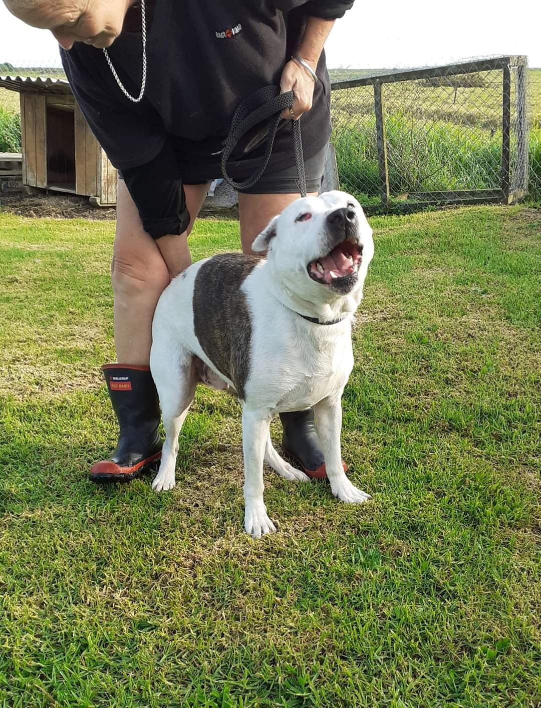 Bay of sales islands dog rescue