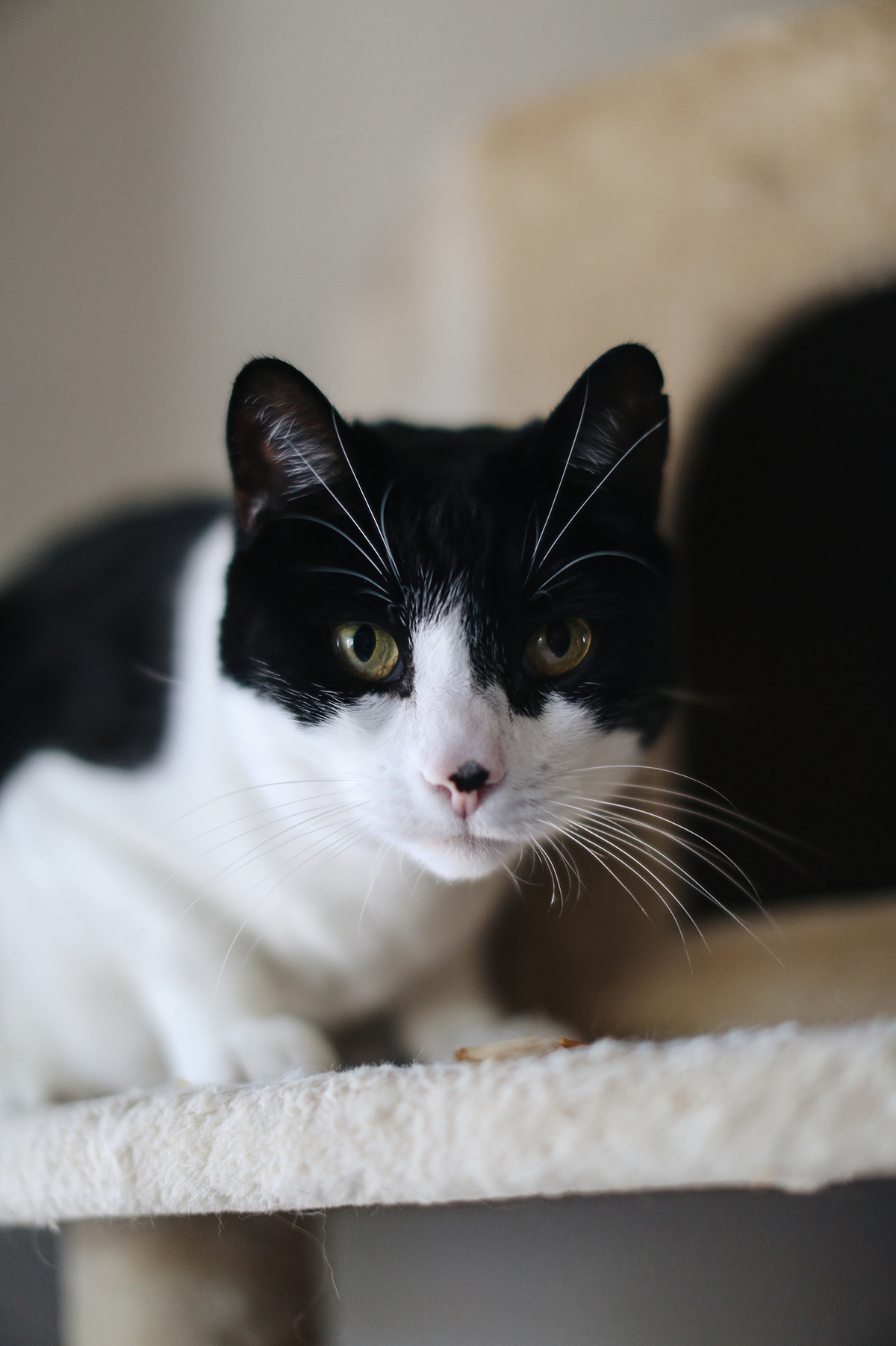 Cattery