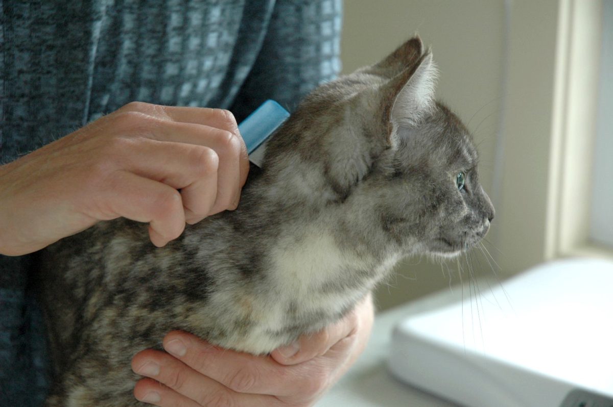 Cat licking shop flea treatment off