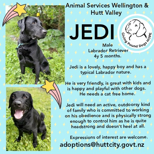 JEDI - WELLINGTON AND HUTT VALLEY POUND - GIVING POUND DOGS HOPE - Friends  with Tales