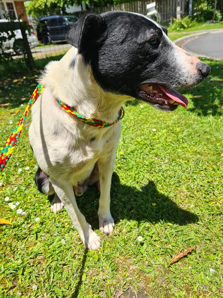 Casper - Ngaruawahia Pound - GIVING POUND DOGS HOPE - Friends with Tales