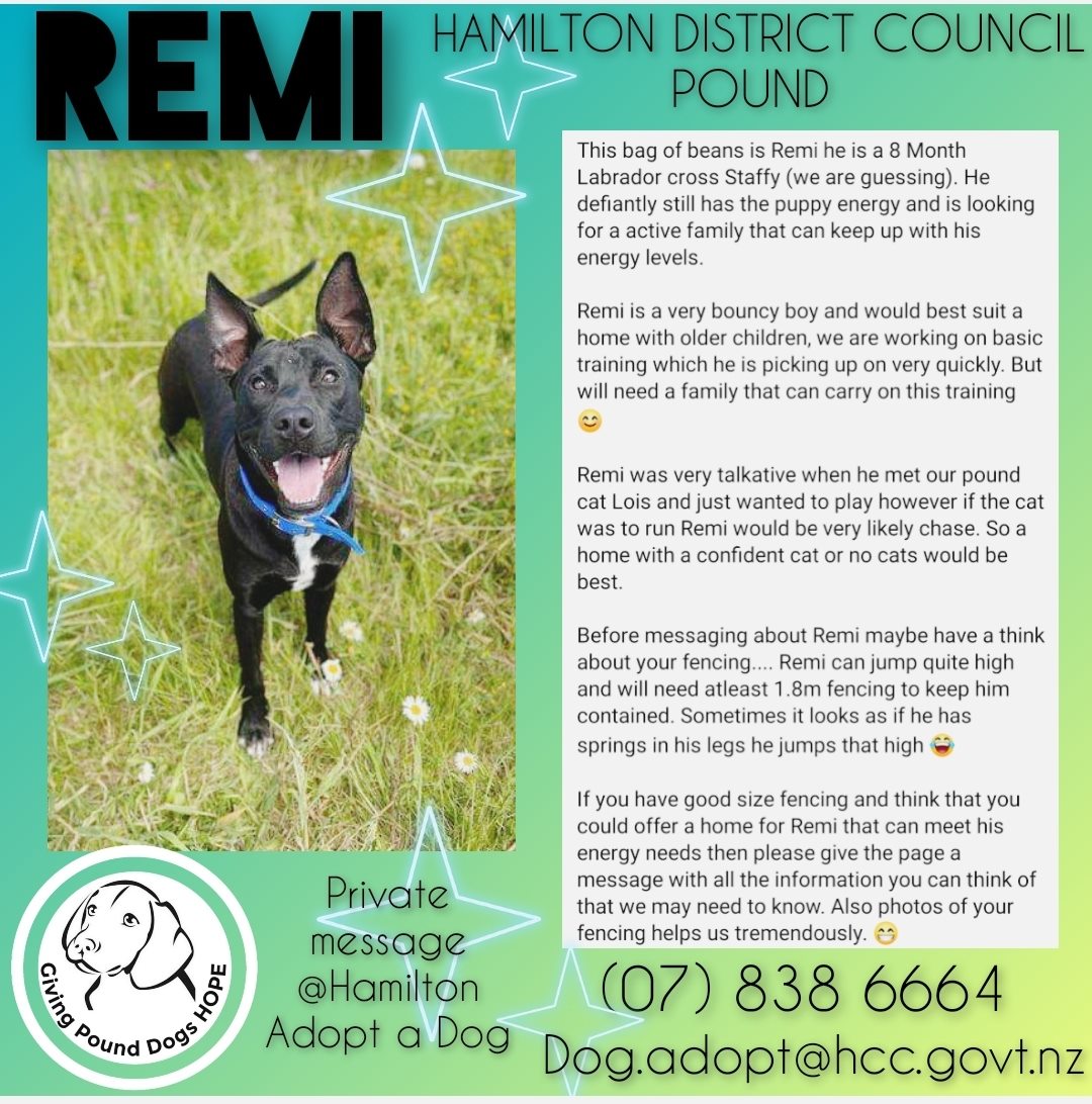 remi-hamilton-pound-giving-pound-dogs-hope-friends-with-tales